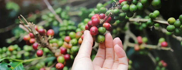 Kadın el kırmızı arabica kahve çekirdekleri kahve bitki, fotoğraf banner Web sitesi header tasarımı için toplama kadar kapatın 