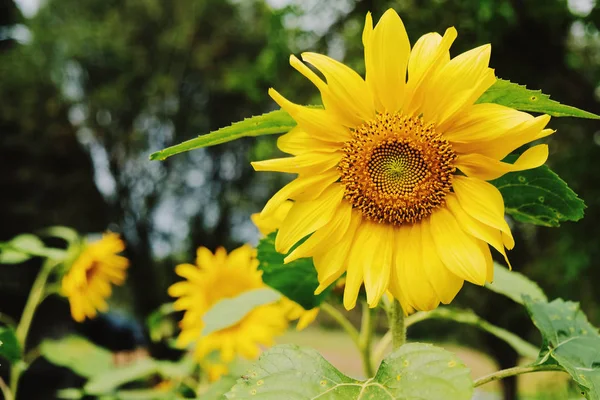 Close Fresh Sunflower Farm Spring Summer Concept — Stock Photo, Image