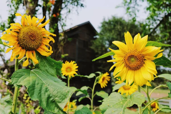 Fresh sunflowers in farm, spring and summer concept