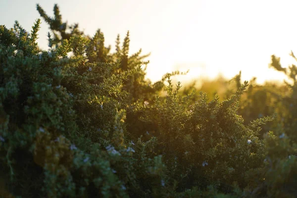 Primer plano de la planta de follaje verde con luz solar en la mañana , —  Fotos de Stock