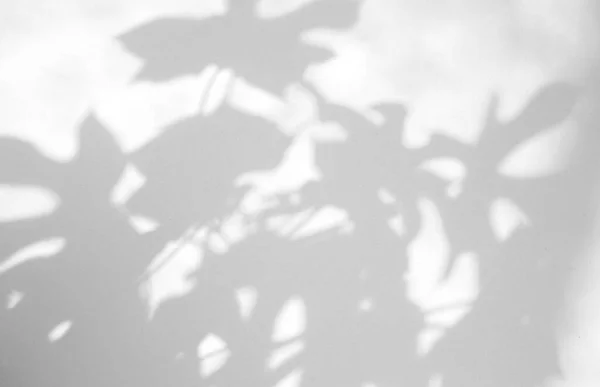 Realistische Blätter Natürlicher Schatten Overlay Effekt Auf Weißem Textur Hintergrund — Stockfoto