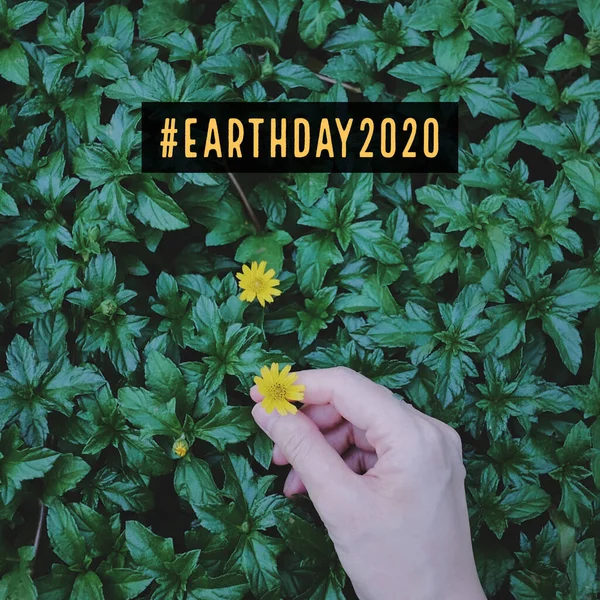 Boldog Föld Napja 2020 Ünneplés Koncepció Kézzel Tartó Sárga Virágok — Stock Fotó