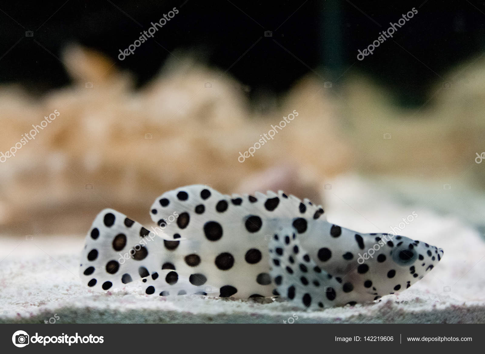 https://st3.depositphotos.com/11588792/14221/i/1600/depositphotos_142219606-stock-photo-young-spotted-panther-grouper-fish.jpg