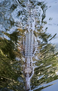 Tatlı su Avustralya timsahı