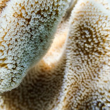 Yumuşak mercan üzerinde Polips closeup