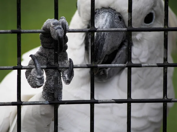 Cockatoo Gripping Bars on Cage — Stock Photo, Image