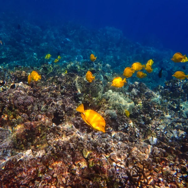 Pesce tropicale Tang giallo alla barriera corallina — Foto Stock