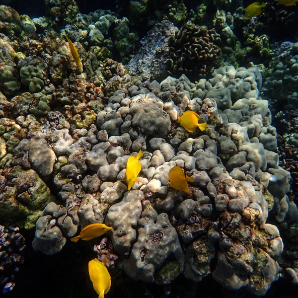 노란 탕 열 대 물고기 — 스톡 사진