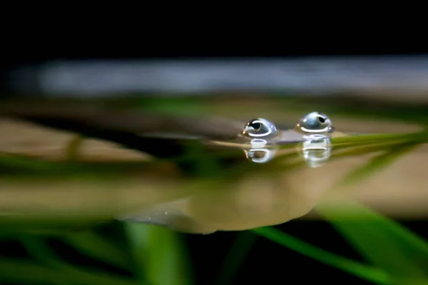 Poisson à quatre yeux dans les globes oculaires d'eau — Photo