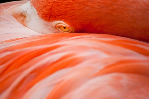 Pembe Flamingo kanat üzerinde dinlenme