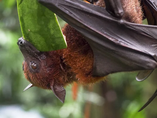 Murciélago gigante comiendo sandía — Foto de Stock