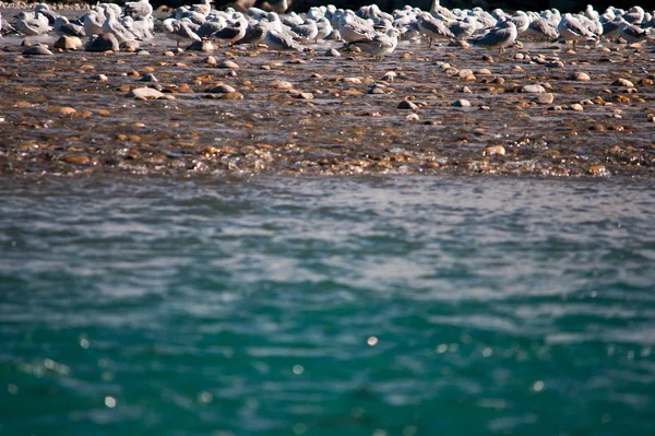 Flock of Gulls in Background with Water — Stock Photo, Image