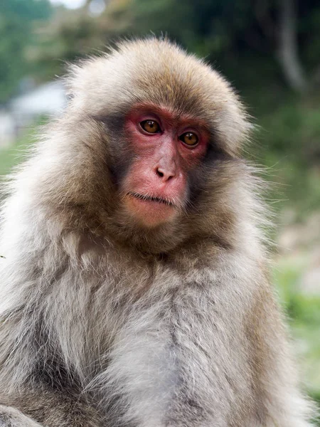 Macaco de mono de nieve japonés — Foto de Stock