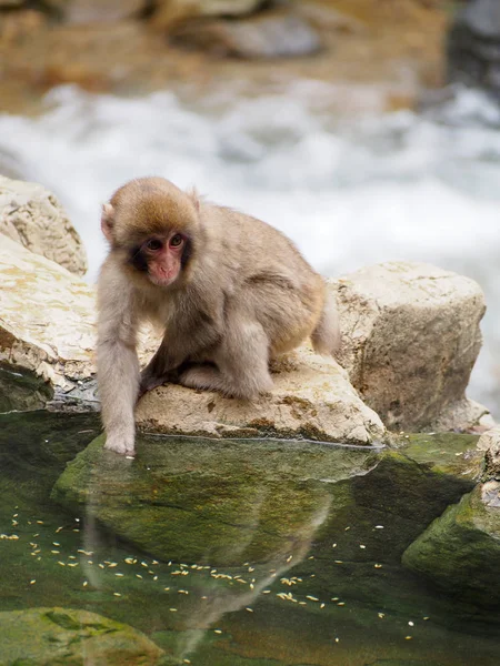 Macaco de mono de nieve japonés — Foto de Stock