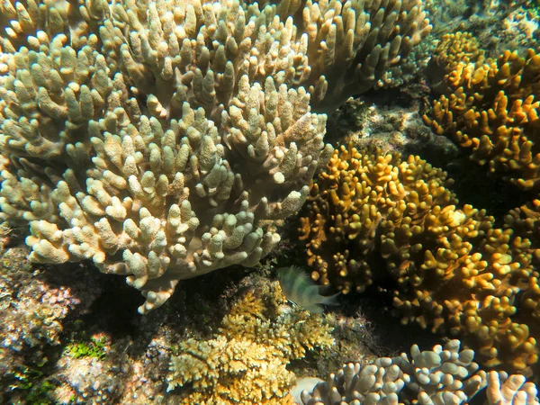 Corallo Crescente a Grande Barriera Corallina — Foto Stock