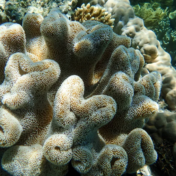 Corallo Crescente a Grande Barriera Corallina — Foto Stock