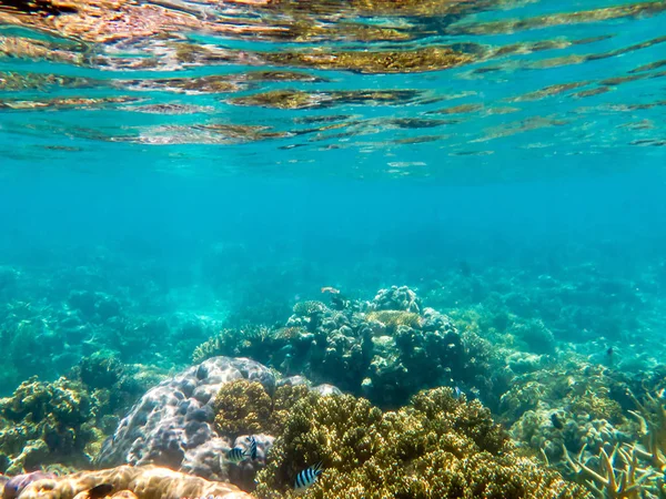 그레이트 배리어 리프에 성장 하는 산호 — 스톡 사진