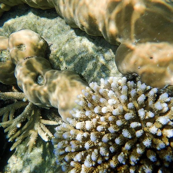 Coral Growing at Great Barrier Reef — Stock Photo, Image