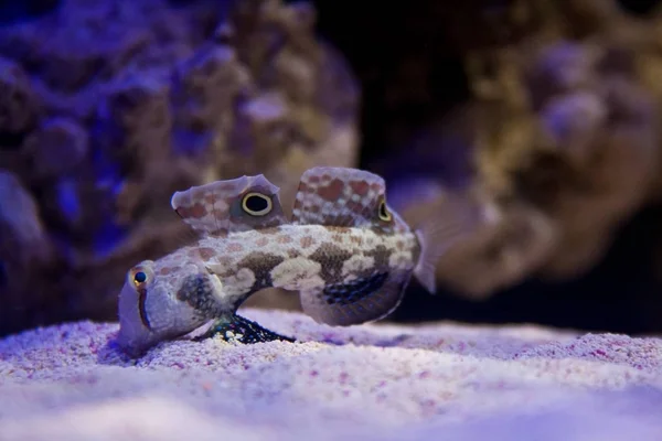 Pesce gobbo dagli occhi di granchio che si nutre del fondo dell'acquario — Foto Stock