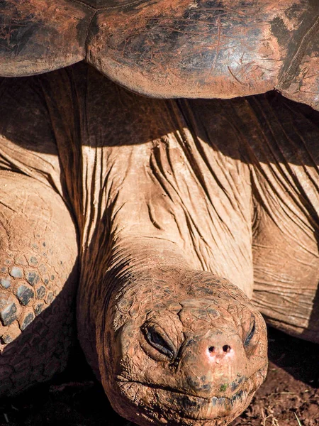 Cabeza de tortuga gigante de Galápagos — Foto de Stock