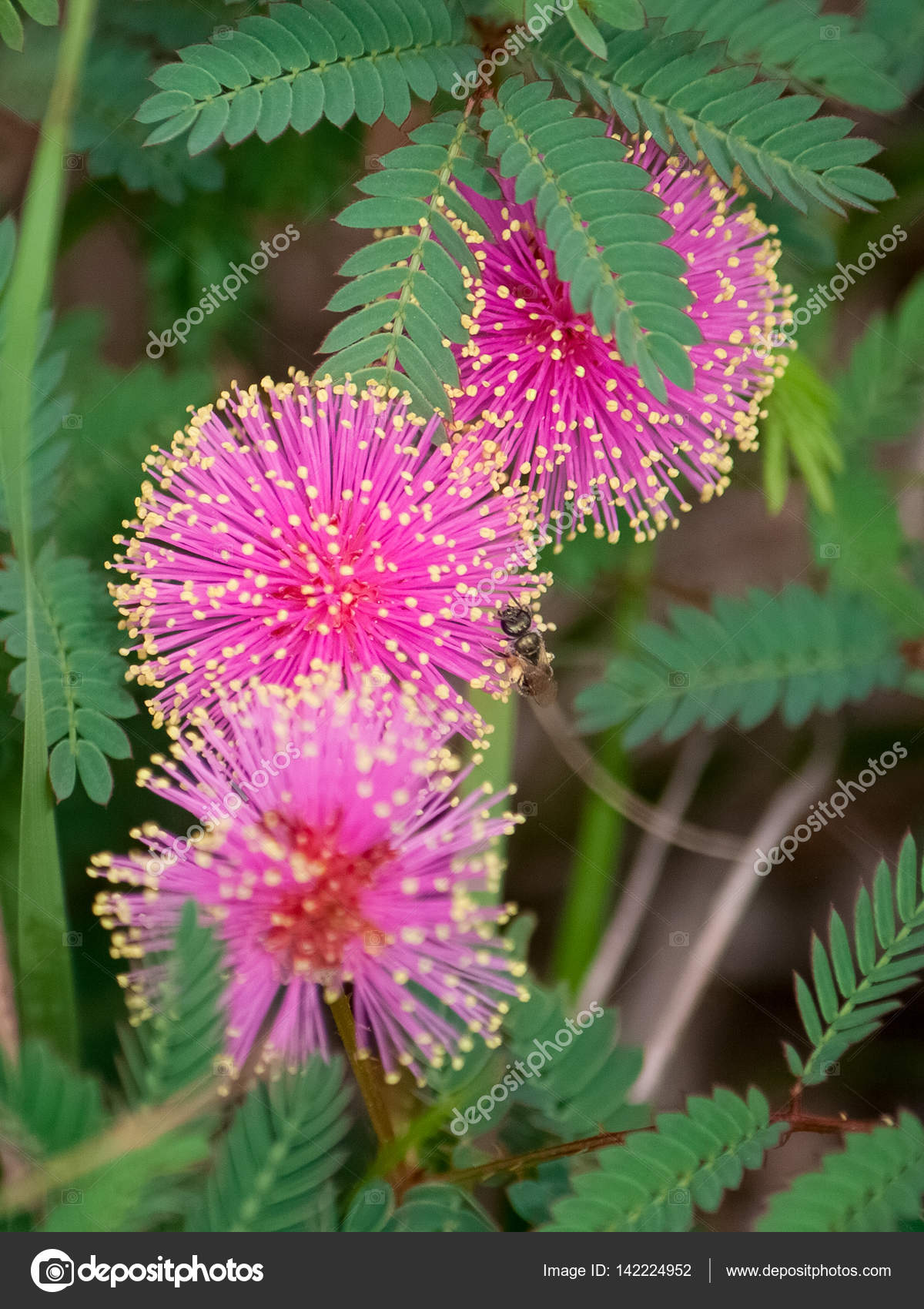 Puffy Pink Flower Tree Best Flower Site
