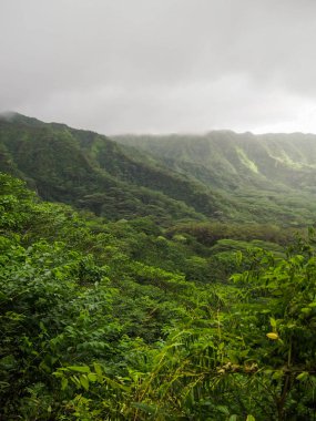 Gür yeşil Manoa vadi Hawaii