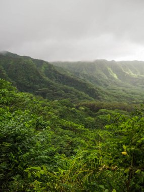 Lush Green Manoa Valley Hawaii clipart