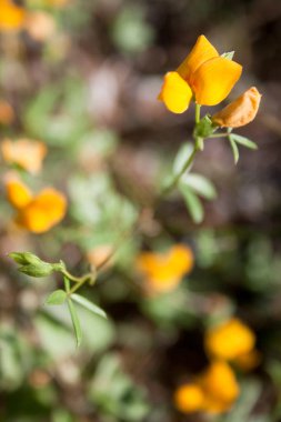 Sarı vahşi bezelye çiçek Texas