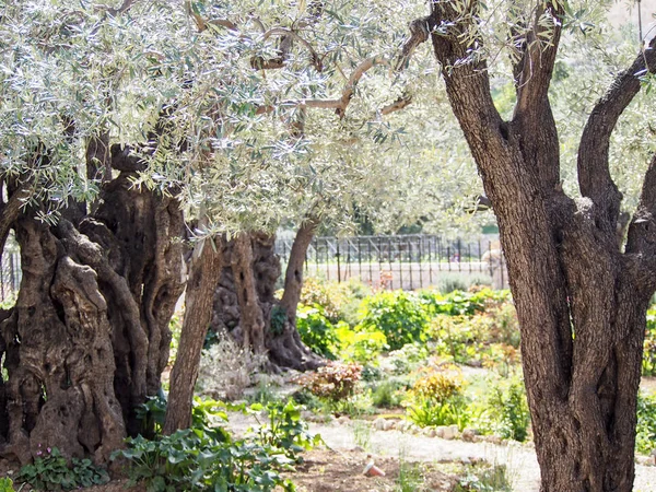 Древние оливковые деревья в Гефсиманском саду — стоковое фото