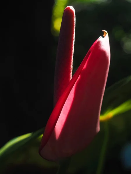 Sötét rózsaszín Anthurium trópusi Flower — Stock Fotó