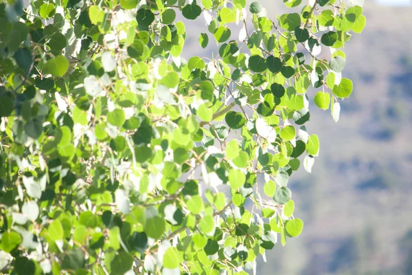 Аспен листя в сонячному світлі — стокове фото
