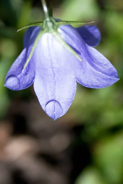 Wassertropfen auf Blauglockenblume — Stockfoto