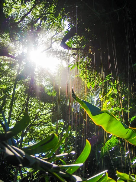 Güneş ışığı ile tropikal orman sahne