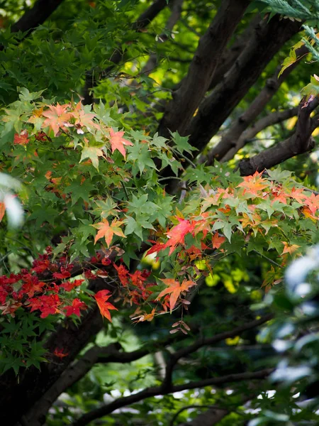 Leaves Changing Color on Japanese Maple Tree — Stock Photo, Image