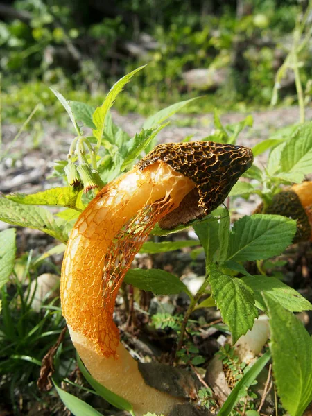 Crecimiento de hongos Red Naranja Apestoso en Hawai — Foto de Stock
