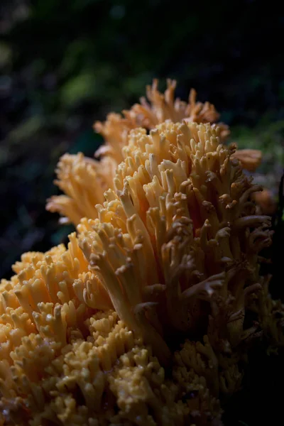 Желтый коралловый гриб — стоковое фото