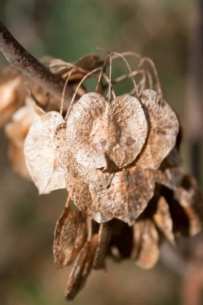 Frökapslarna brun Elm Tree — Stockfoto