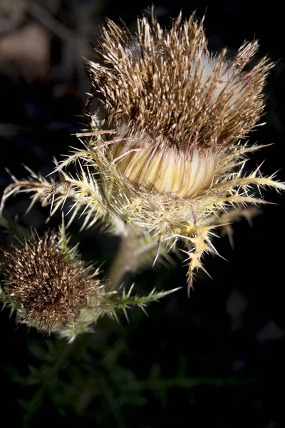 Closeup van een stekelig distel wildflower — Stockfoto