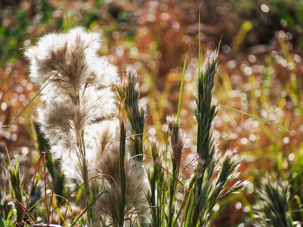 Hohes gebürstetes blaues Gras in der späten texanischen Sommersonne — Stockfoto