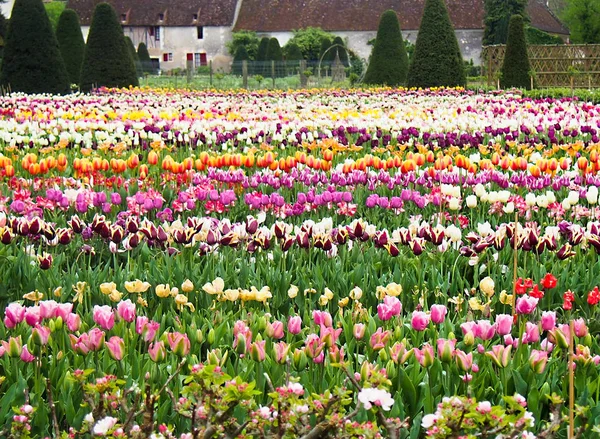 Linhas de Tulipas na Quaint French Farm — Fotografia de Stock