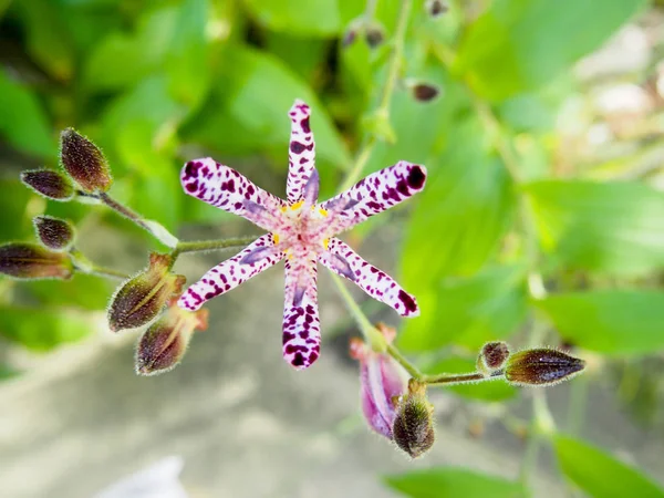 Purple Spotted Japanese Toad Lily Flower