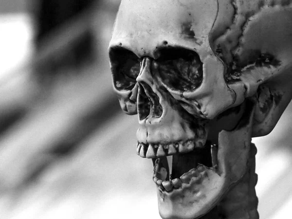 Zwart-wit schedel voor Halloween decoratie — Stockfoto