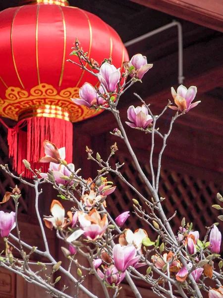 Manolya Çiçeği kırmızı Çin yeni yılı fener ile