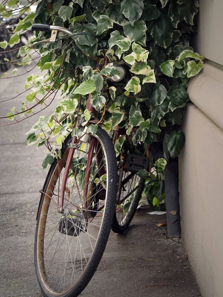 Vintage rowerów, porośnięte bluszczem — Zdjęcie stockowe