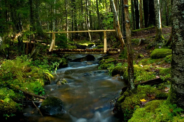 Puente de madera rústico sobre arroyo en bosques — Foto de Stock
