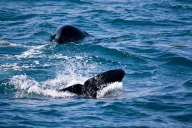 Oynak Orca saygısız kuyruk