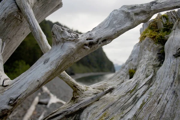 Fechar de Driftwood em Shore — Fotografia de Stock