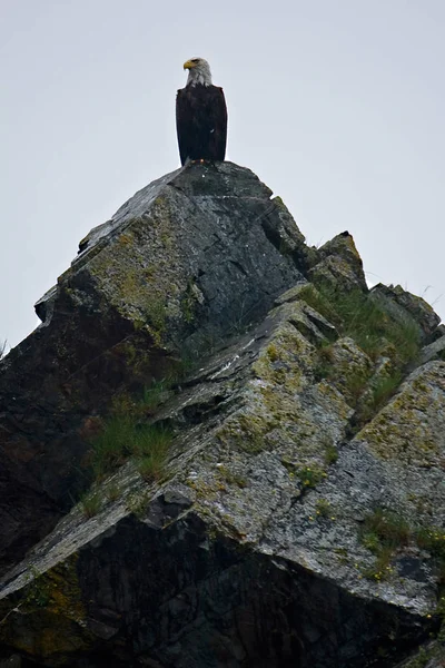 Bald Eagle Rock'da Seward Alaska yakınındaki