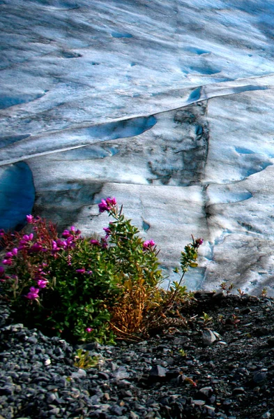 Wildflower rostou u ledovce — Stock fotografie