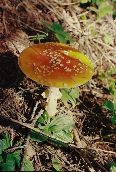 Мухомор гриб отруйні — стокове фото
